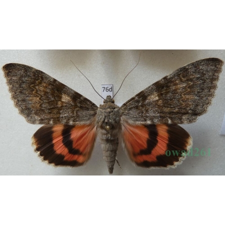 Catocala elocata (Esper, 1787) Wstęgówka czerwonka Czech 74mm76d